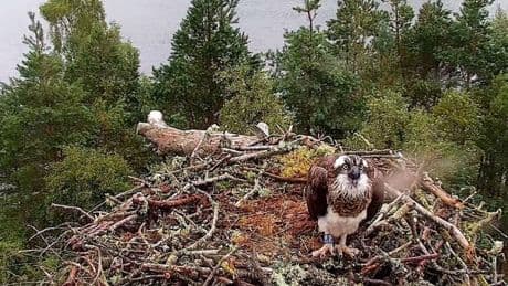 New female osprey stakes her claim to nest at Perthshire reserve