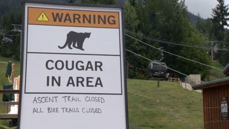 Search for cougars continues at Whistler Blackcomb, area closures remain in effect