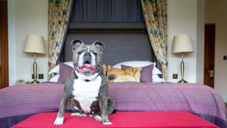 The best dog-friendly hotels in Bath – paw perfect pads for pooches and their owners