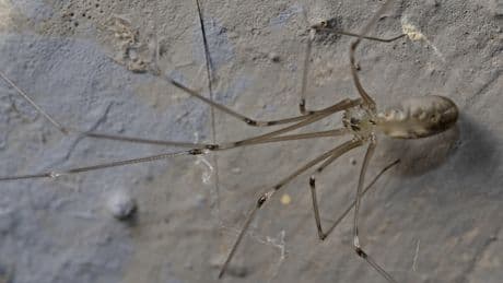 Fast in jedem Haushalt zu finden: Was Sie über diese Spinnen wissen müssen