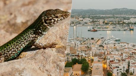 A la masificación turística, Ibiza ha añadido otro problema: serpientes invasoras que devoran a sus lagartijas