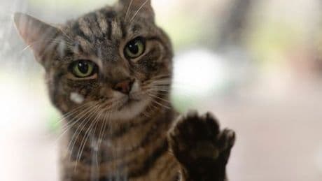Thüringen: Katze schlägt Alarm und rettet Frauchen