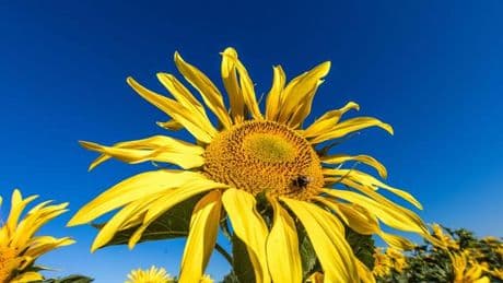 Wetter: Sonnige Aussichten für Berlin und Brandenburg