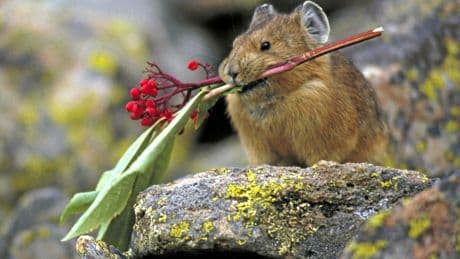 Le pika, ce petit « lièvre siffleur » véritable boule d’énergie