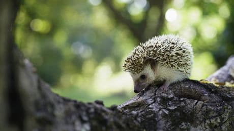 Auf den ersten Blick erkennen: So unterscheiden Sie Igel- und Rattenkot