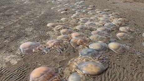 Huge piles of jellyfish on Scots beach ahead of heatwave sparking fears