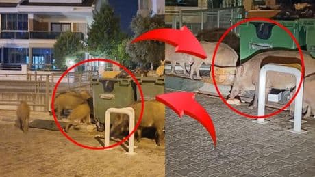 Marmaris'te tatilcileri dehşete düşüren görüntüler: Domuzlar sahili bastı, salgın hastalık korkusu büyüyor!