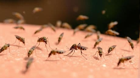 Moustiques : sont-ils vraiment plus nombreux qu’avant et comment s’en protéger ?