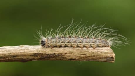 Endlich zurück: Dieser kleine Helfer schützt Ihren Garten vor Schädlingen