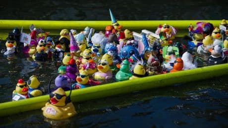 Spendenrennen: Für den guten Zweck: Gummienten-Rennen auf dem Maschsee