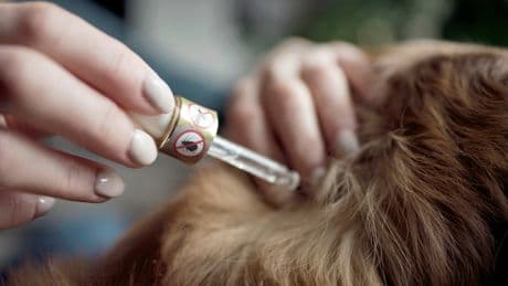 Zeckenschutz für Hunde im Test: Diese Produkte bieten den besten Schutz
