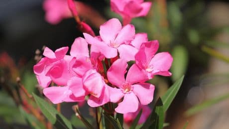La flor más popular en España es una &quot;belleza mortal&quot;