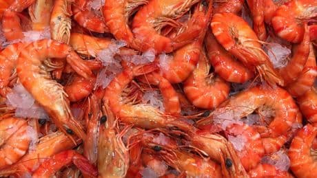 Recipe: B.C. Spot Prawns with garlic and gochugaru