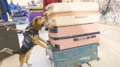Man kicked and injured a CBP beagle during airport baggage search