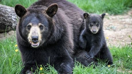 California home abandoned by despairing victim of repeat burglaries was taken over by bears, police say