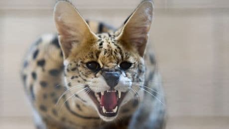 Hamburg: Raubkatze in Reinbek entlaufen – Stadt warnt vor Serval