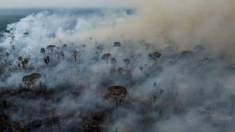 Amazonas: Waldbrände zerstören Rekordfläche in Brasilien so groß wie Italien