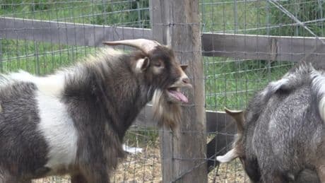 Police investigating ‘woman in distress’ find it’s a noisy goat called Simon