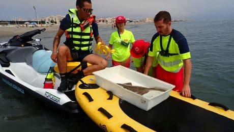 Liberan en el mar un tiburón ángel tras quedar atrapado en artes de pesca en La Línea