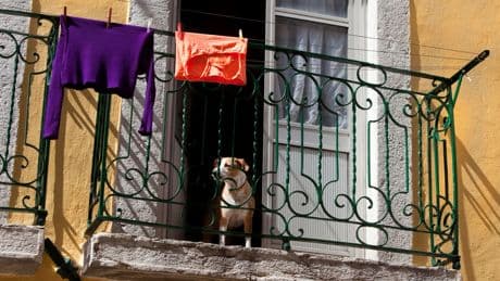 « Un chien au milieu du chemin » d’Isabela Figueiredo : Adieu les cœurs étriqués