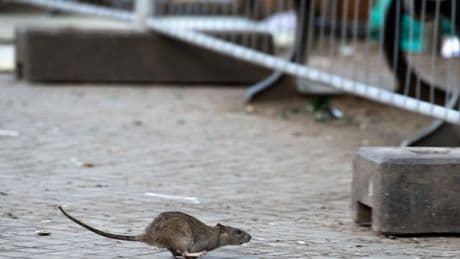 Was getan werden kann: Rattenplage in Rheinland-Pfalz: Mythos oder Realität?
