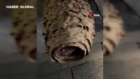 Dev arı yuvası görenleri şoke etti!