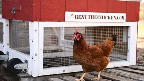 Jusqu'à 1.000 dollars pour 6 mois: face à la pénurie d'œufs, de plus en plus d'Américains se mettent à la location de poules