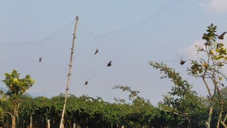 Scientists raise ‘urgent concerns’ over new bat viruses discovered in China