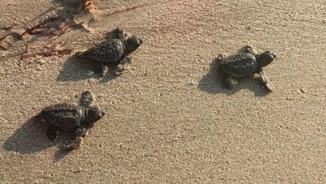 Aydın ve İzmir’de 9 yuvadan çıkan 469 caretta caretta yavrusu, denizle buluştu