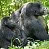 Female gorillas can overpower males despite being HALF their size, study reveals
