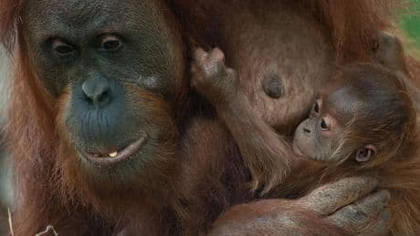 Technischer Defekt: Affen ausgebrochen – Frankfurter Zoo geräumt