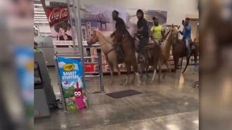 Dumme Aktion mit Folgen - Pferde stürmen Supermarkt