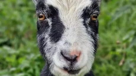Locals share tributes after beloved West Lothian zoo animal passes away