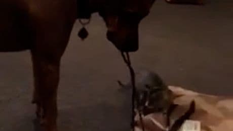 Sie suchen die Schnur - Hund spielt mit zwei Kätzchen