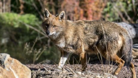 Biodiversité : le chacal doré s’installe tranquillement en France
