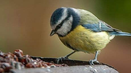 Gardeners urged to leave one item in garden to help wildlife