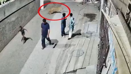 Türkiye'den sonra o ülkede de aslan dehşeti: Sahipleri tutuklandı