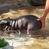 Ist das süß! - Hippo-Baby lässt Herzen schmelzen
