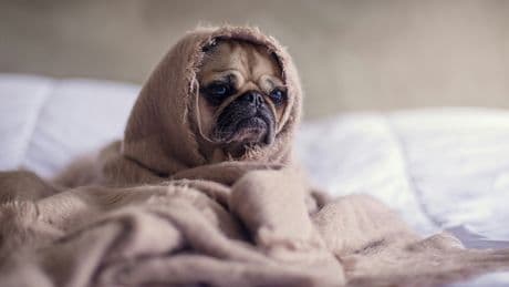 Les chiens aux museaux courts sont-ils réellement les plus dociles?