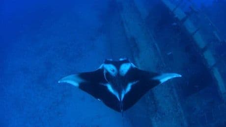 The Manta Ray That Eluded Science For 15 Years