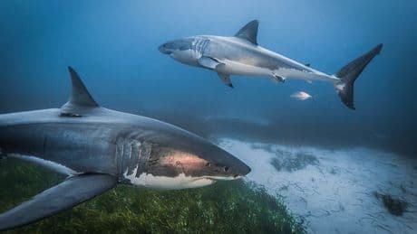Missing fisherman feared dead after being 'attacked by two sharks'