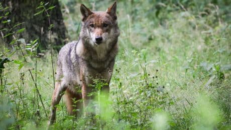 Wolfstötung in MV | Umweltminister unter Beschuss