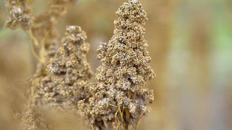 Jardin : et si vous cultiviez du quinoa ?