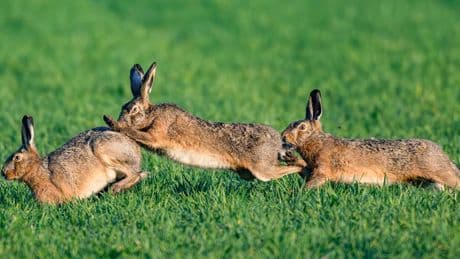 Hopp, hopp, hurra: Wie in Rheinland-Pfalz der Hase läuft