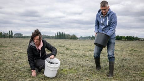 ‘Het vee eet deze maïs, je wil niet dat het glas bevat’, zegt de boer die in Dongen de scherven van verbrande zonnepanelen uit het weiland raapt
