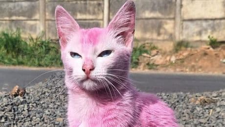Frau beizte das Fell - Katze ein Leben lang pink