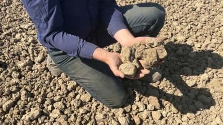 "C'est dur comme du caillou": dans le Nord-Pas-de-Calais, les agriculteurs dans le flou à cause de la sécheresse
