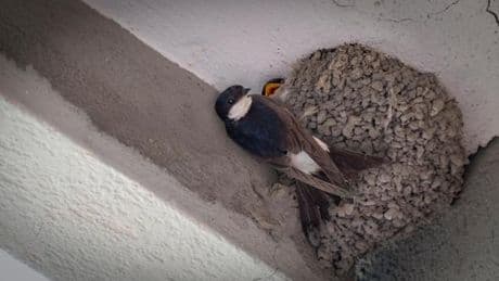 Nidi di rondine a rischio, il condominio di Imperia: “Sono salvi, per il guano metteremo una tenda”