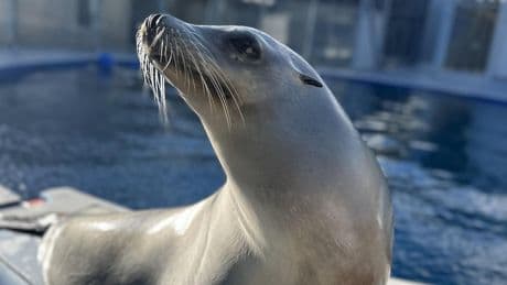 Tiere: Eine Seelöwin zeigt Taktgefühl