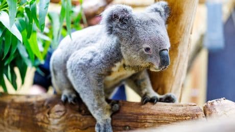 Zoo Duisburg trauert - Rekord-Koala Irwin gestorben